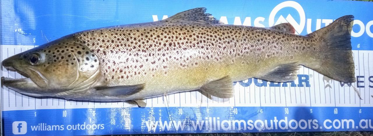 A solid brown trout I caught and released from the upper reaches of the Derwent River recently.