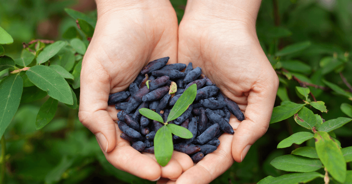 Haskap berries
