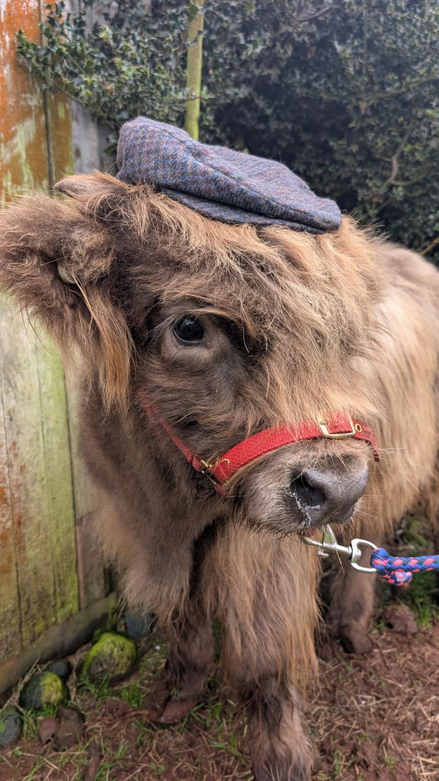 Highland cattle are quiet and full of Scottish character