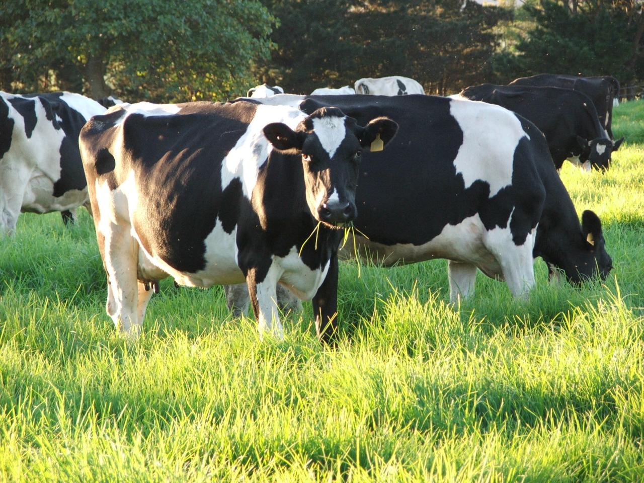 MFP Feed Supplement available from Novus International