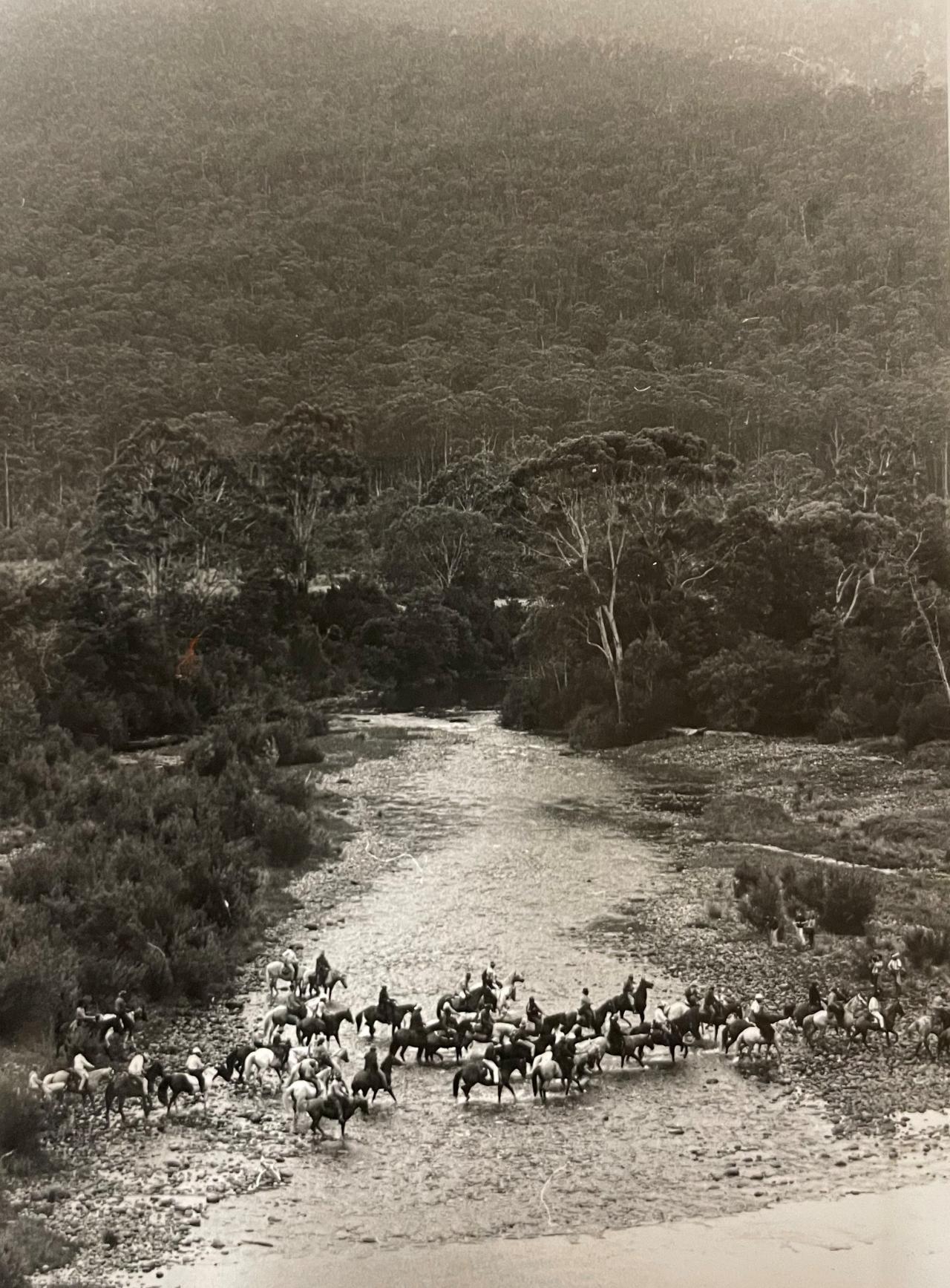 Bicentennial cattle drive