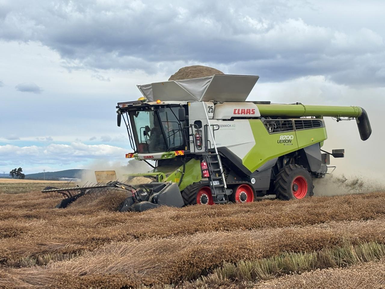 pyrethrum harvest