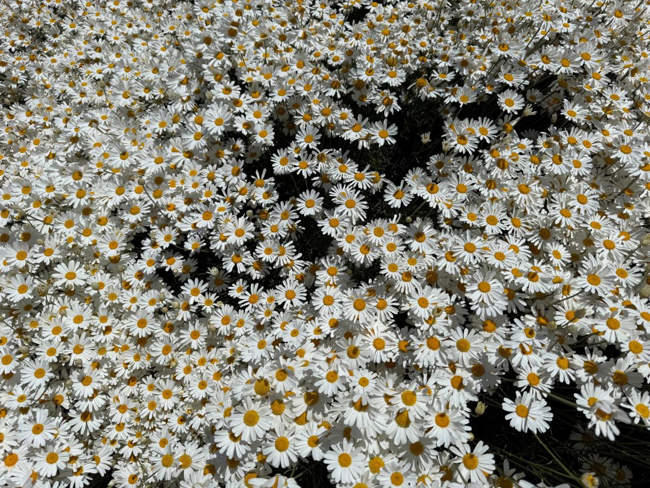 Pyrethrum in flower
