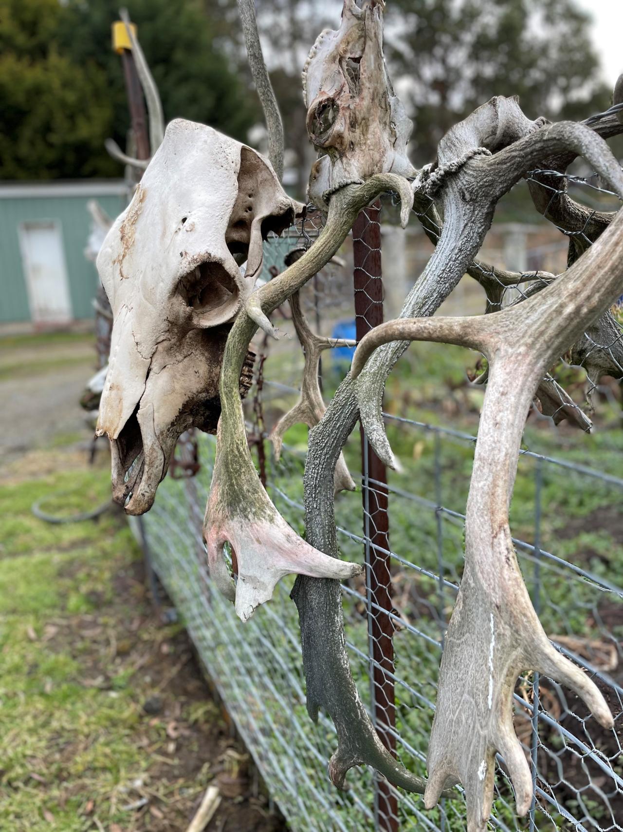 Antlers are sold online