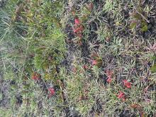 A thriving Sarcocornia plant (seen here) is a great indication of healthy saltmarsh.