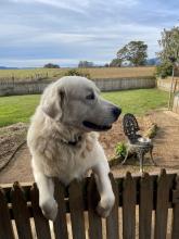 The Beswick’s maremma is more a family pet than stock protector
