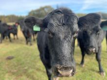 Cattle at Gaunts Farm