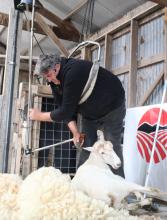 Max Flood giving a shearing demonstration