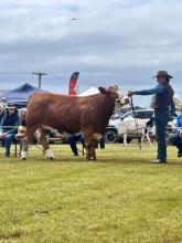Supreme Exhibit - Taz Simmental Velvet