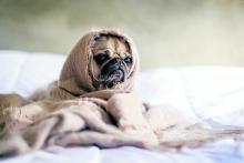 Warm dog