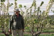 Ross Gordon, Owner of Grumpy Bee Honey in the Lucaston Park cherry orchard.