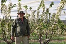 Ross Gordon, Owner of Grumpy Bee Honey at Lucaston Park cherry orchard for pollination.