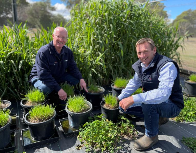 UMS Cressy Research Station manager Tim Smallbon and director and founder Stewart Sutherland look at some of the new seed varieties being developed in one of their plots.