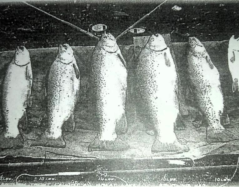 A typical catch of big brown trout from Great Lake in the early 1900s.