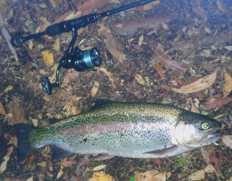 Rainbow trout