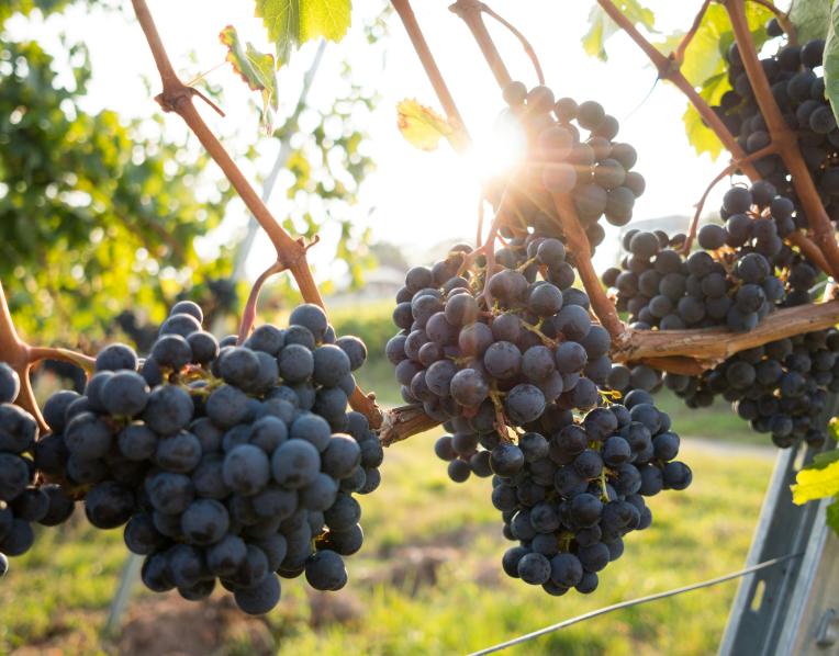 Grapes