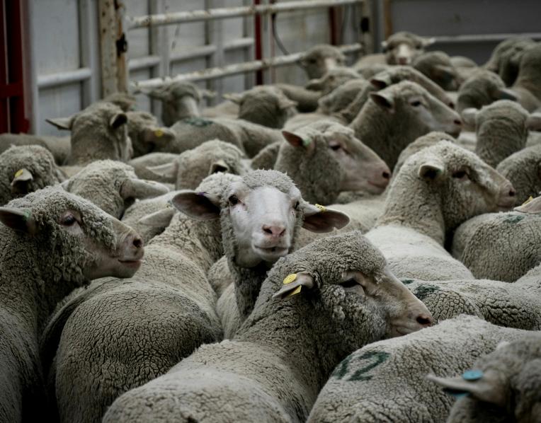 Sheep livestock