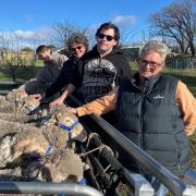 Ty Burn of Royal George, Campbell Town District High ag teacher Jill Bennett, Shane Olsen of Ross and TA Allison Bailey checking on the wethers.