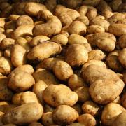 Potato