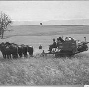 Farming at Cressy