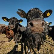Cattle