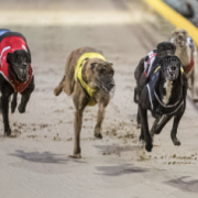Greyhound racing was a casualty of Premier Rockliff's ruthless quest for power
