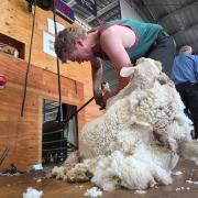 Sam Byers at Westbury Show