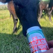 One of Ross Mace's cattle having a sip of Cascade Draught