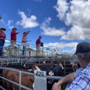 Powranna store cattle sale