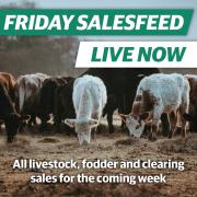 Salesfeed