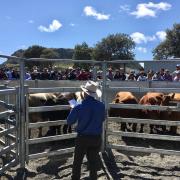 Cattle in the saleyard
