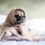 Warm and contented