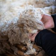 Fleece