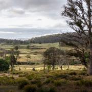Goat Gully/Old Hut Hill Lemont Rd