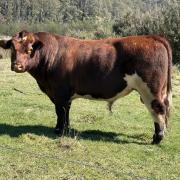 The Den Ultra U407, a home bred sire that will be used over the commercial cow herd this joining.