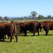 A group of Sillwood calves