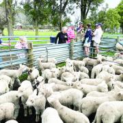 Lambs