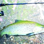 Photo of a recently caught trout 