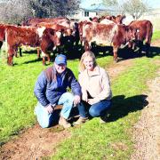 Woodiwiss Shorthorns