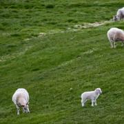 lamb