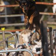 2024 Tasmanian Yard Dog Championships