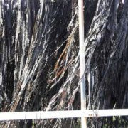 Kelp
