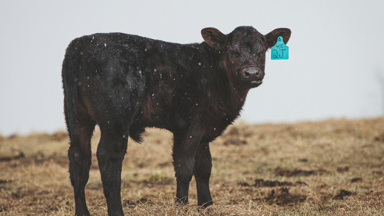 Beef cow