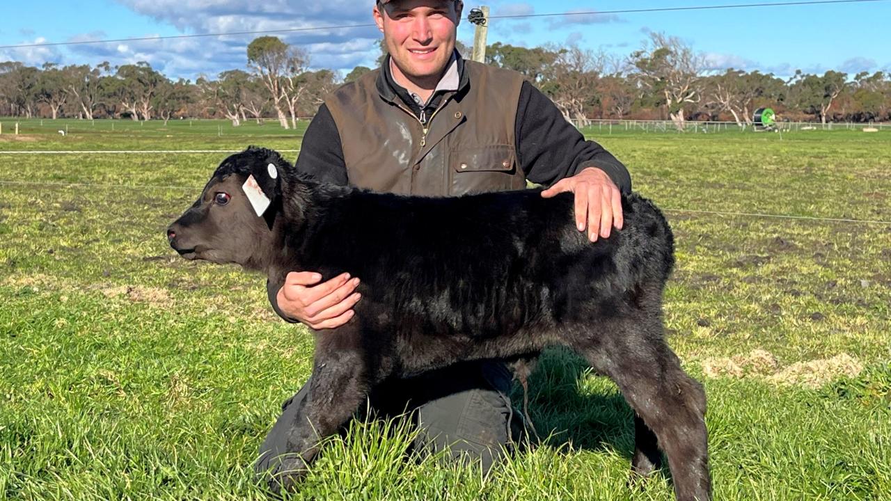Toliver Angus stud Toliver Angus stud