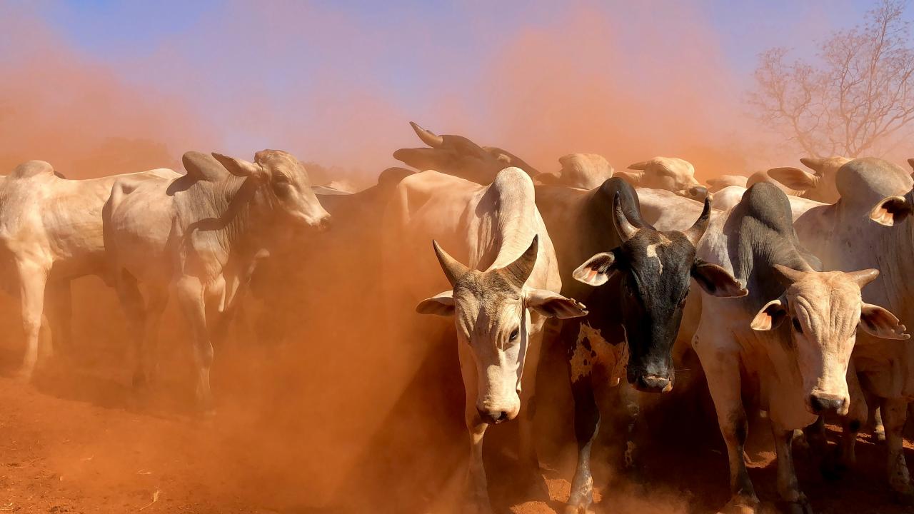 Cattle