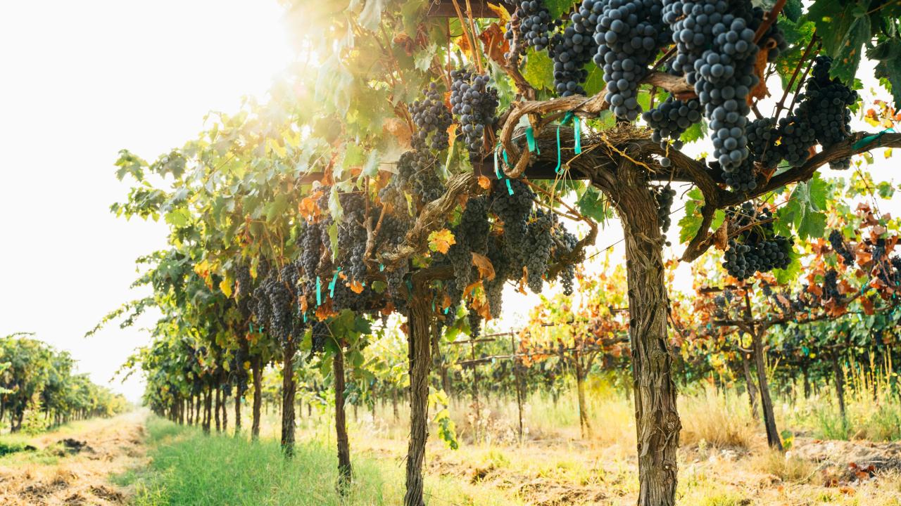 Tasmanian wine harvest
