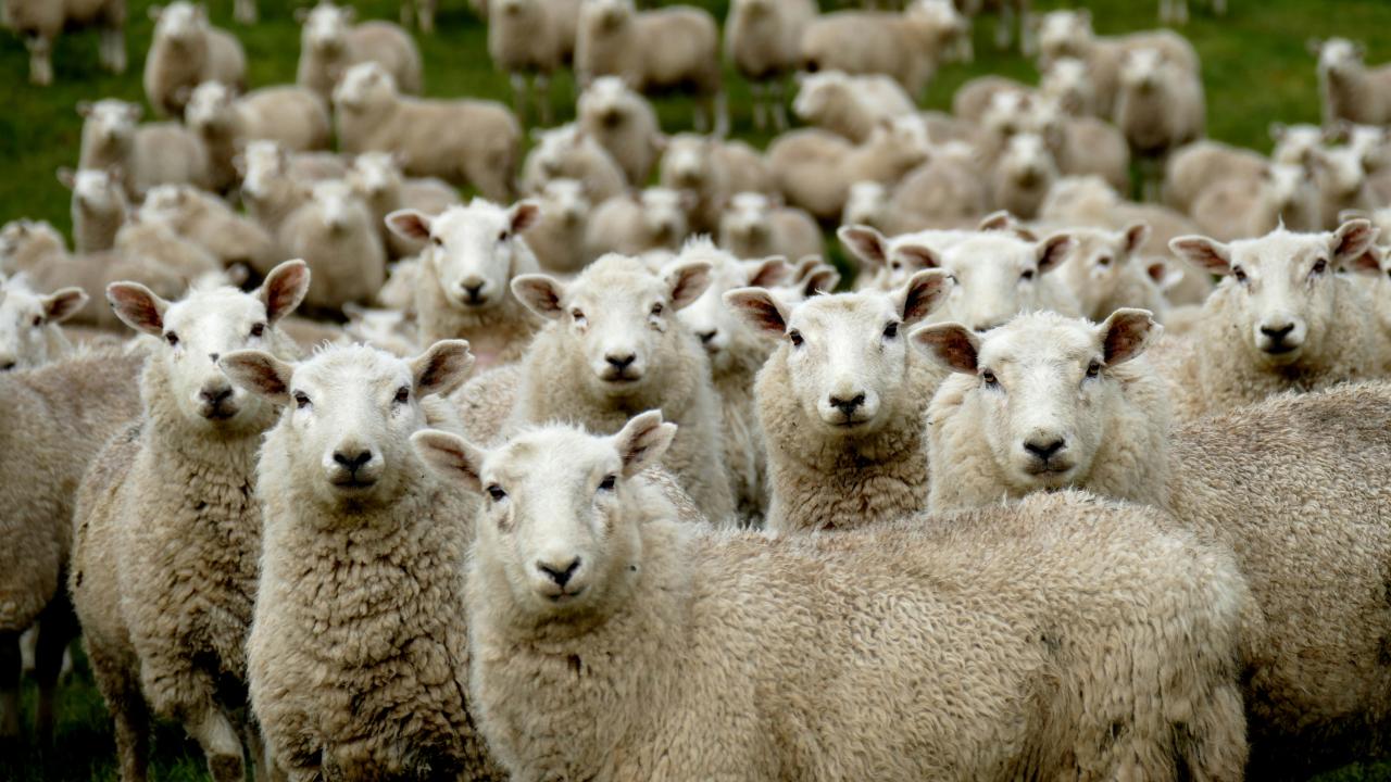 Sheep Sheep