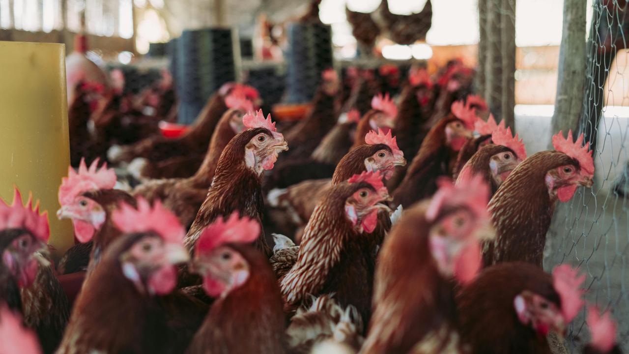 Chickens Chickens