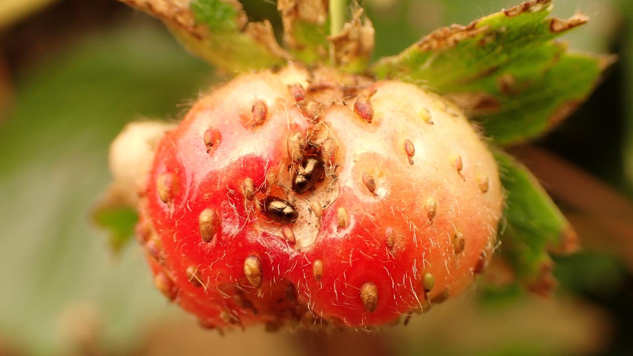 Diachus auratus tunneling into a strawberry Diachus auratus tunneling into a strawberry
