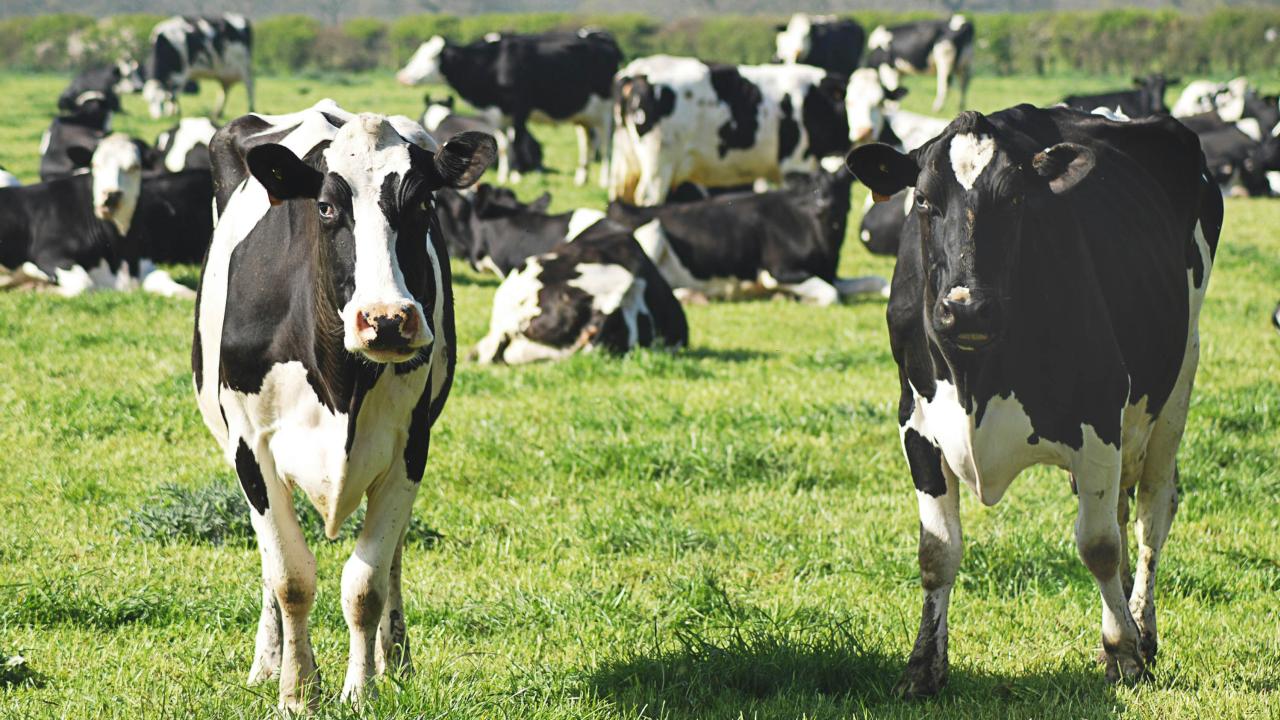 Cattle Cattle